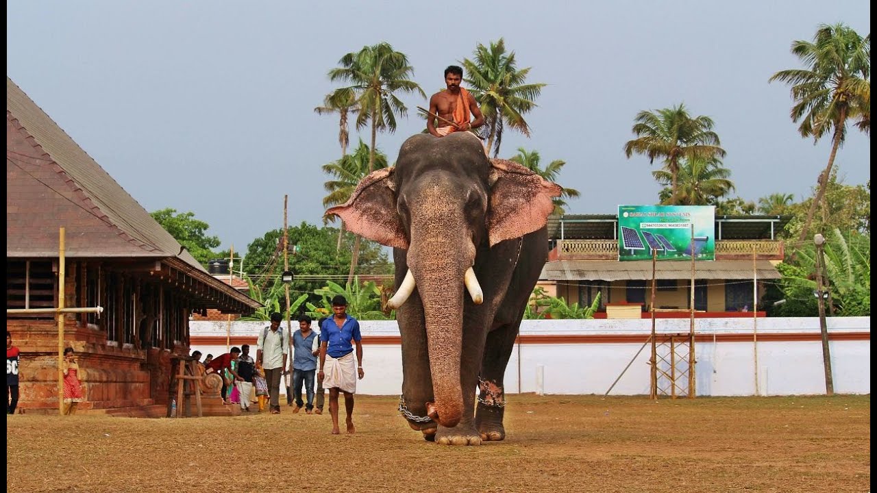 Thiruvambady Sivasundar AlbumJayachandran Song  Shivasundar  Thrissur Pooram  Thampuran