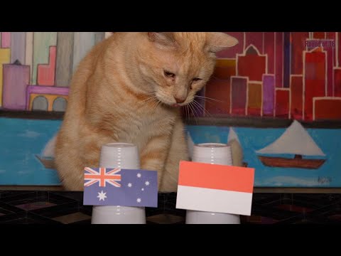 Australia Vs Indonesia - Cats Asian Cup 2024 Prediction