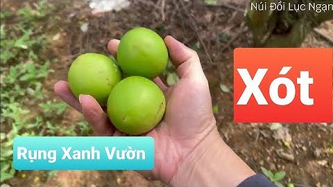 Cơn Gió Mùa Làm Rụng Táo Vườn Siêu Đẹp l Núi Đồi Lục Ngạn