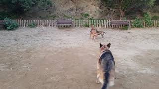 Pipican El 19-03-2020