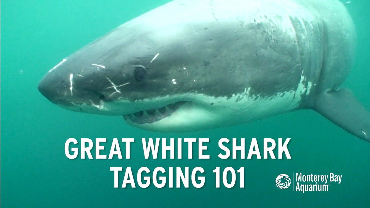 How to tag a great white shark! 