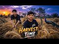 Simple Village Life | Wheat Harvest Time