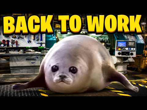 Bouncing Seals Back To Work!