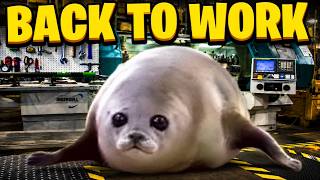 Bouncing Seals Back To Work!