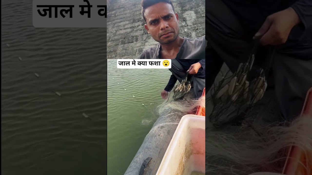 We Caught The World S Largest Fish In Our Net Short Video