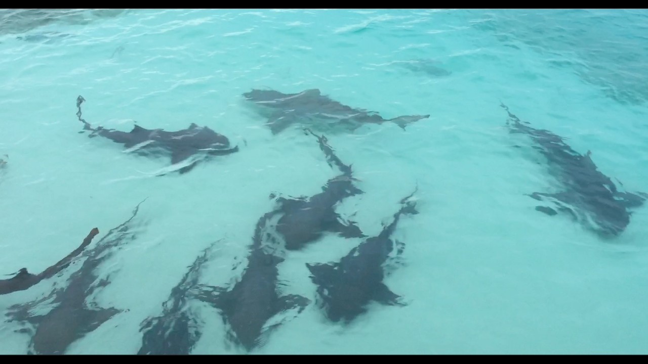 The amazing sharks of the Bahamas!