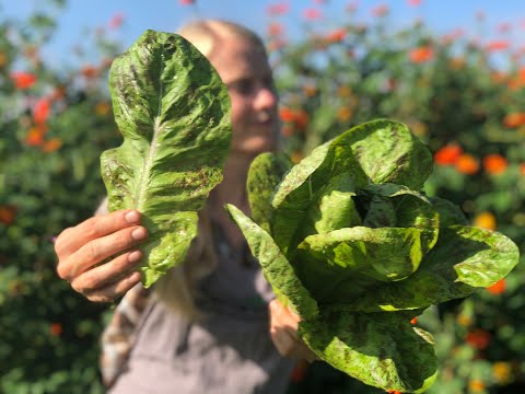 Video: Ziemas blīvuma salātu kopšana: Ziemas blīvuma lapu salātu audzēšana