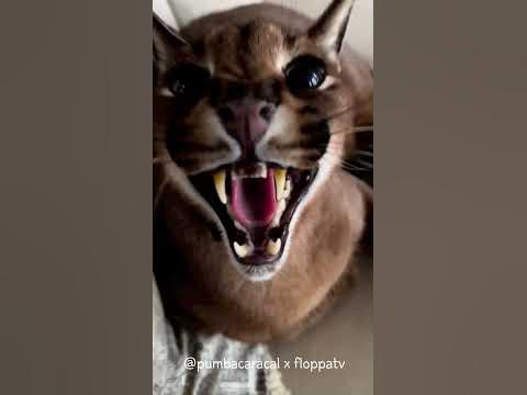 Caracal Pumba Hissing : Floppa #shorts - YouTube