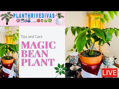 Video: What Is A Lucky Bean Plant: How To Grow Lucky Bean Plants at Home