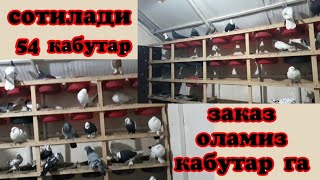 мана кабутарлар гарантиялик  54 та учмалар хаммасидан бор сотилади #андижанские