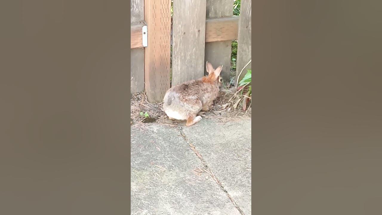 Momma rabbit building nest in my backyard. baby updates to follow
