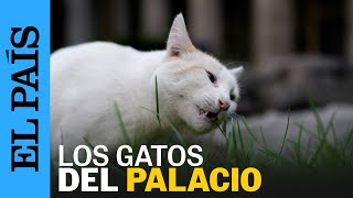 MÉXICO | Los gatos de Palacio Nacional se convierten en activos fijos vivos | EL PAÍS