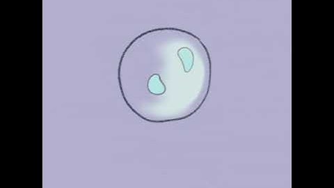 Herb soap logo motion