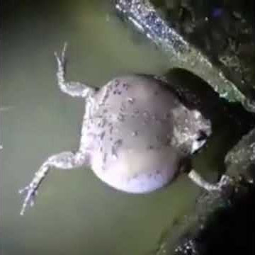 Seperti Inilah Kodok Blentung