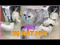 July bị hắt hủi? | maly.gaugau