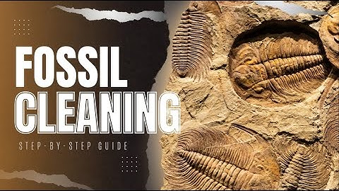 Fossil Cleaning at Home: Tools, Techniques, and Tips