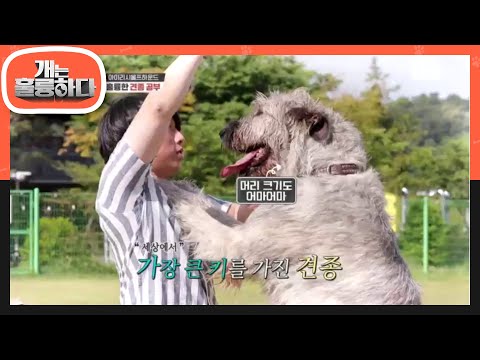 이거 개 맞아?... 크기를 압도하는＂아이리시울프하운드＂ [개는 훌륭하다/Dogs Are Incredible] 20200629