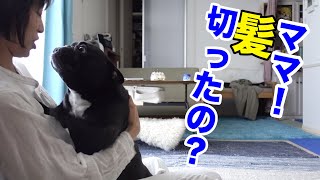 ロングからショートに髪を切った飼い主を初めて見た犬の反応