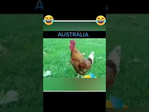 "Unbelievable Hen Sound Funny Video Exposed!"