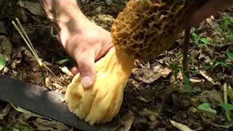 Monster Giant Sized Morel Mushrooms by Chris Mathe...