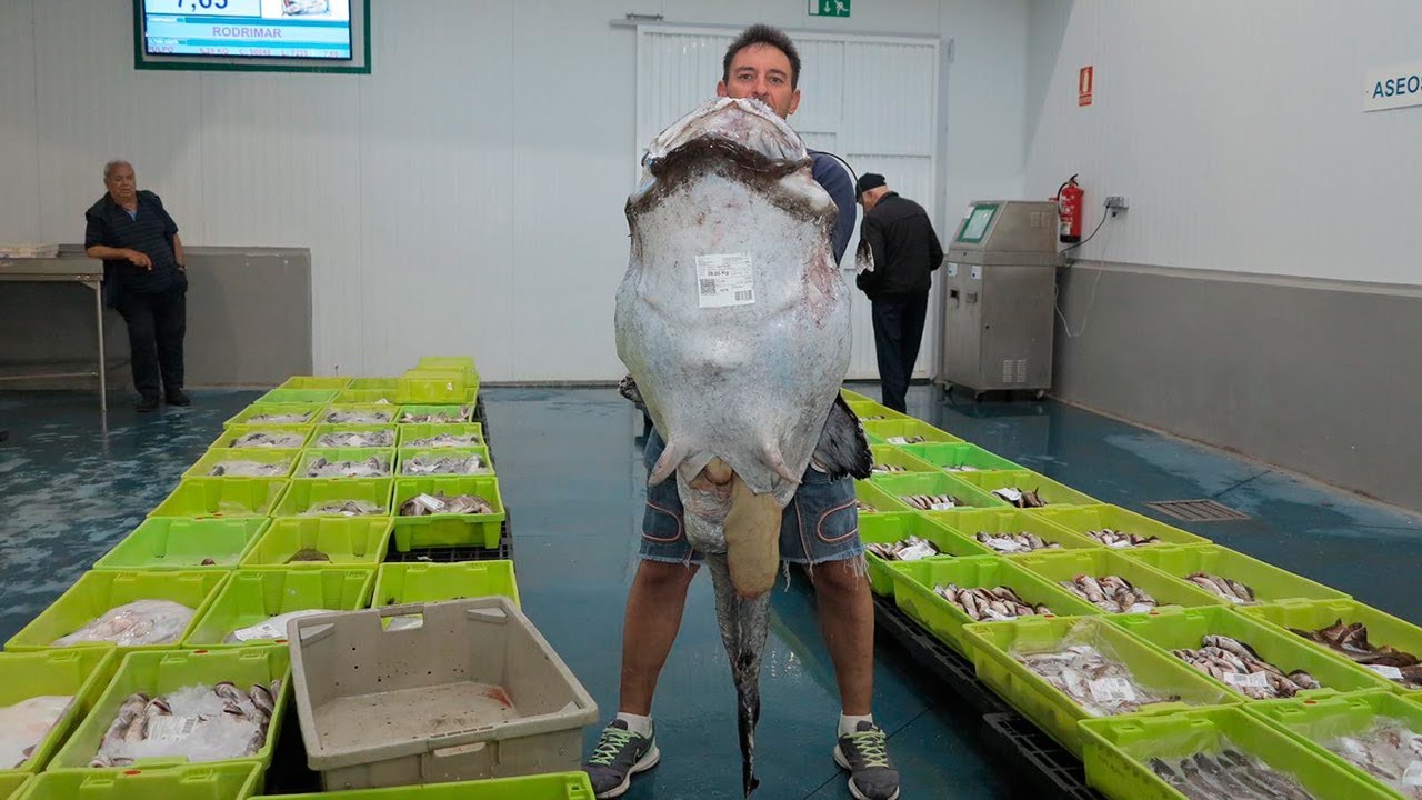 El rape gigante de 38 kilos pescado en Galicia