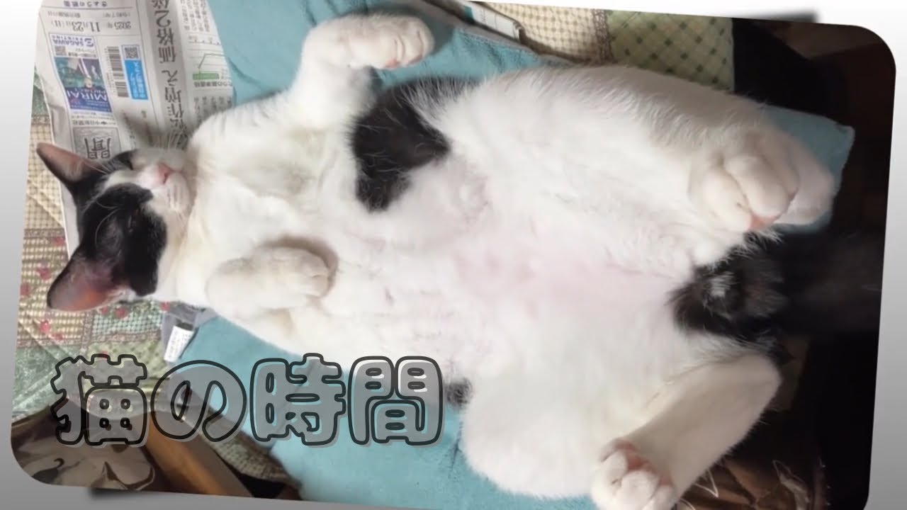 【猫】年始から猫と過ごす｜至福の刻