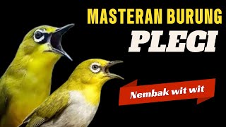 MASTERAN PLECI NEMBAK WIT WIT suara jernih