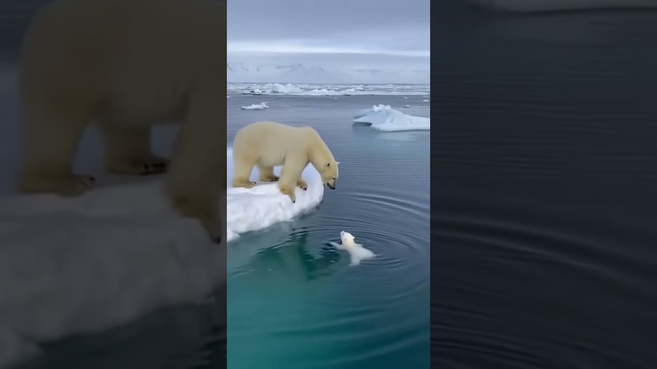 Eisbärbaby fällt von Eisscholle in das kalte Wasser 