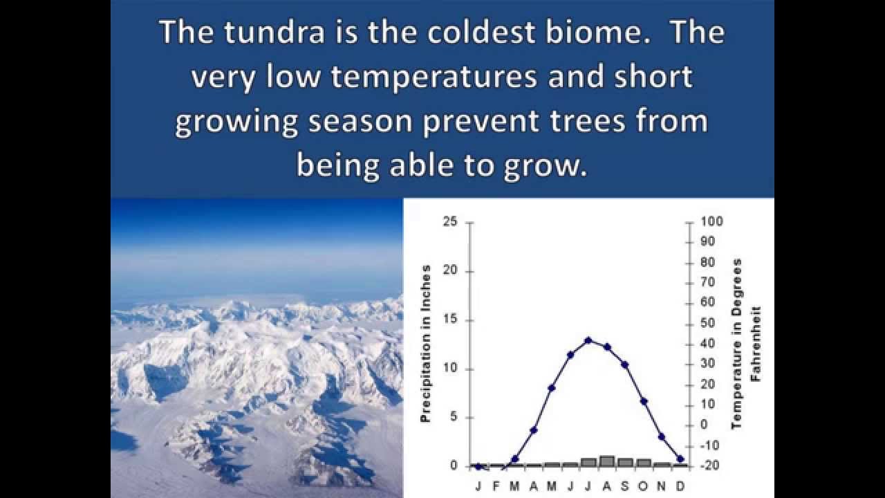 Tundra Adaptations Youtube