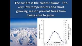 Tundra Adaptations