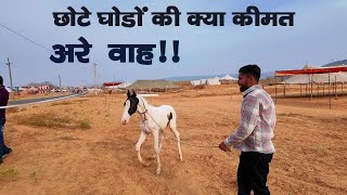 Pushkar Fair 2023 | pushkar मेले 2023  में आयी शानदार घोड़ी और बछेरे #pushkarfair2023