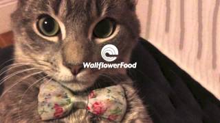 Back Back Forward Punch - Emergency Bow Tie (Free Download Here!)