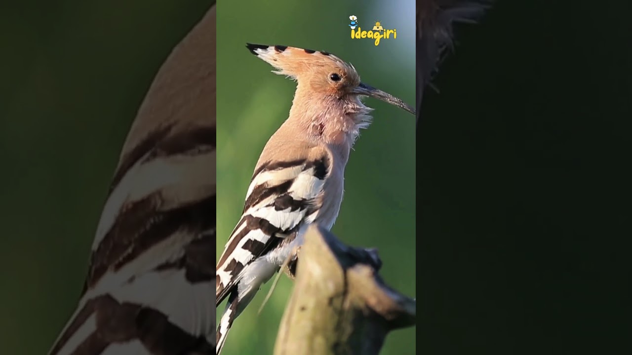 Eurasian Hoopoe bird — 