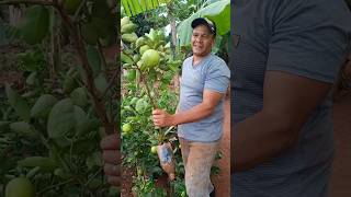 Muda De Limão No Método De Enraizamento De Galhos