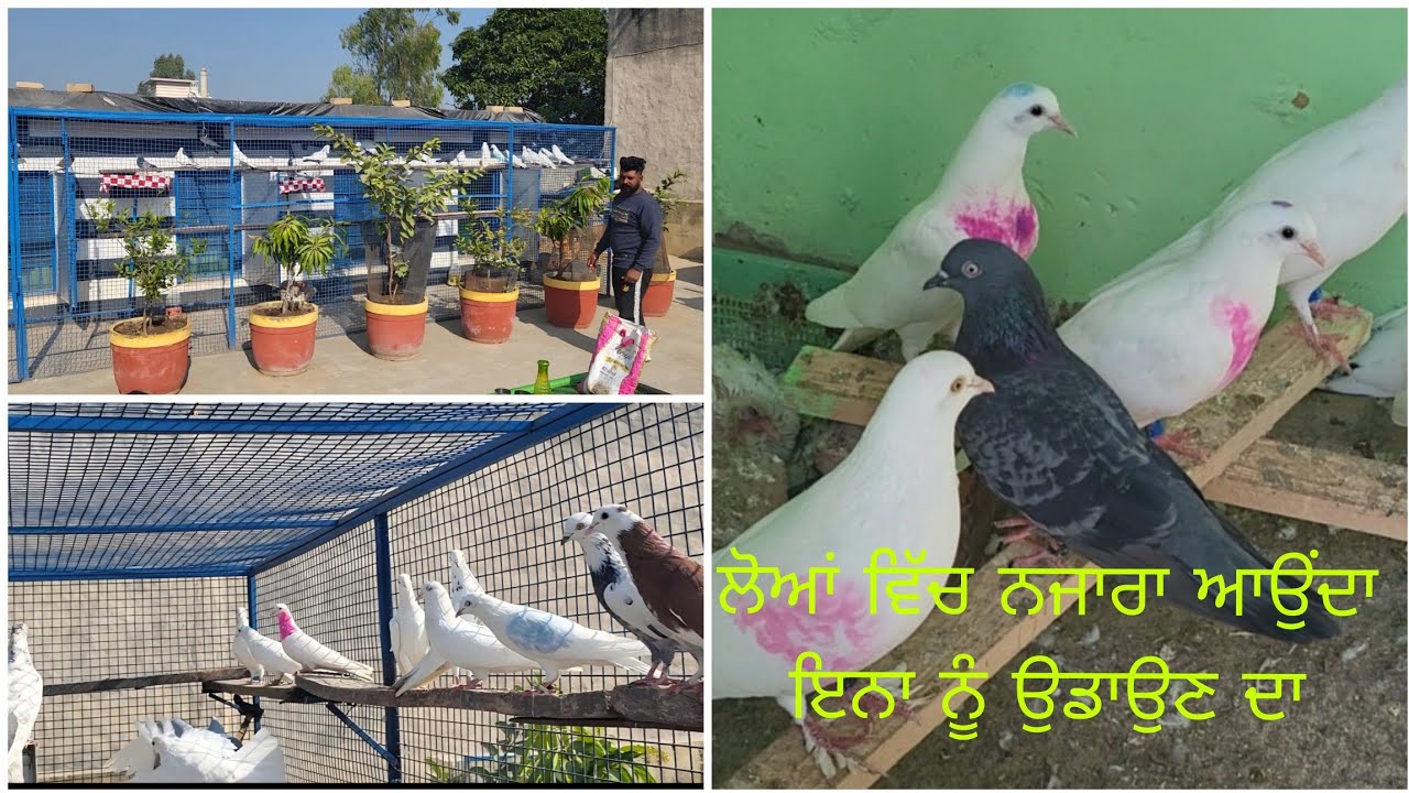 ਕਾਹਮਾ ਨੇੜੇ ਖਟਕੜ ਕਲਾਂ ਕਬੂਤਰ ਚੋਟੀ ਦੇ..9888306910 kahma village de kabooter.. Top class  de kabooter..