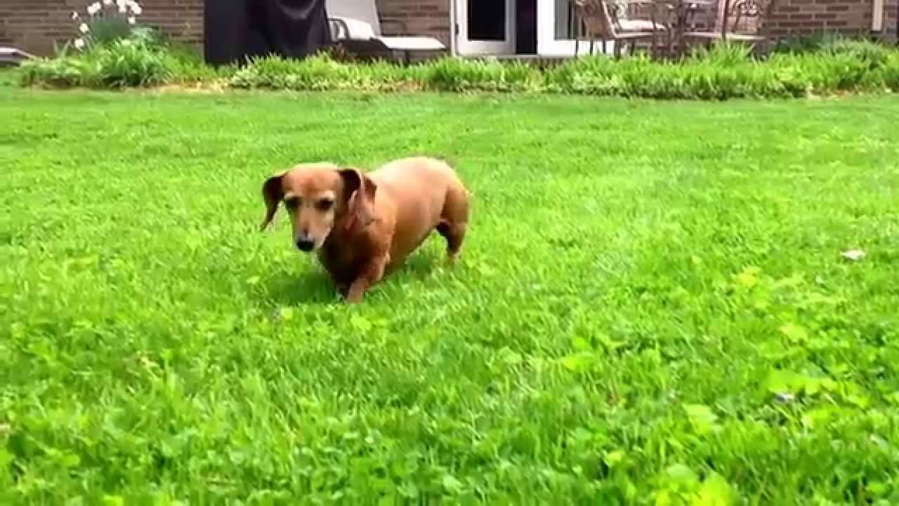 Matts four dogs YouTube