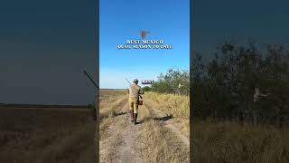 Best Wild Quail Population in the South