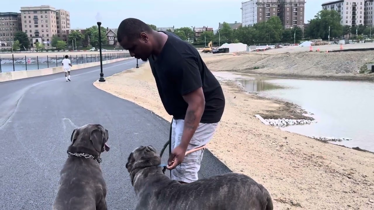 Socializing Cane Corso’s . How to Socialize Your dog