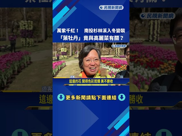 超美! 杉林溪10萬株鬱金香爆發 耐寒"葉牡丹"鮮嫩盛放－民視新聞