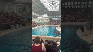 Dolphin show