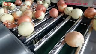 Onion Sorting Grading Machine