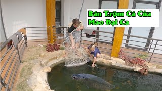 Mao Đệ Tạo Hiện Trường Giả Troll Mao Ca - Mò Bể Cá Koi Bắt Con To Nhất Mổ Bán Lấy Tiền