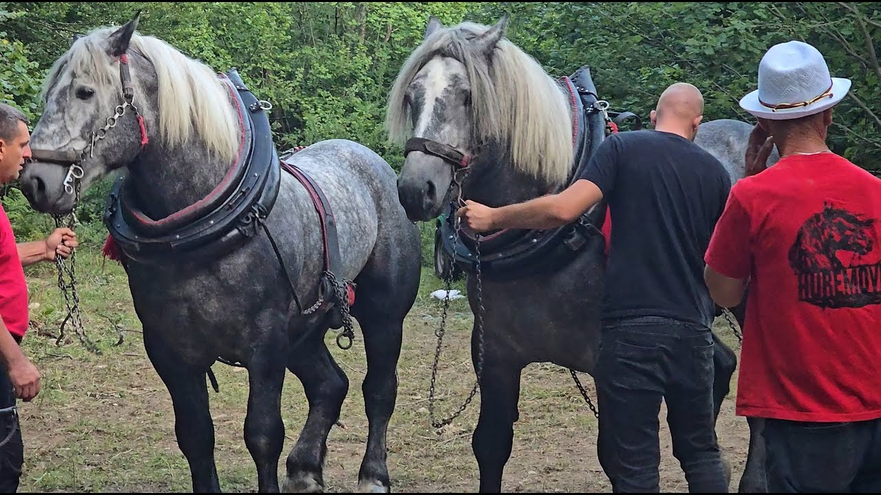 Šampioni Teške u Vrbljanima 2025, Percheroni Bijelog Huremovića