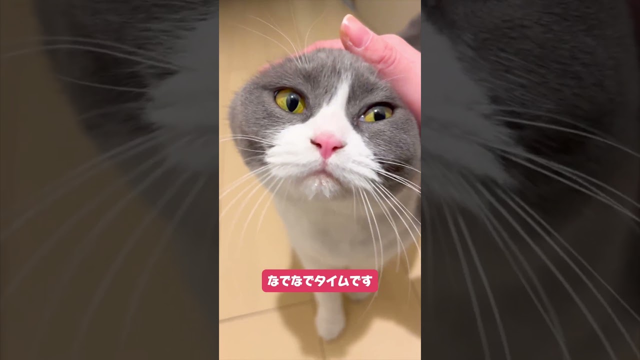 毎日が直帰確定💨「お出迎え猫まるちゃん」のお出迎えルーティン