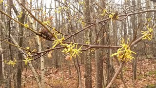 Witch Hazel flowers
