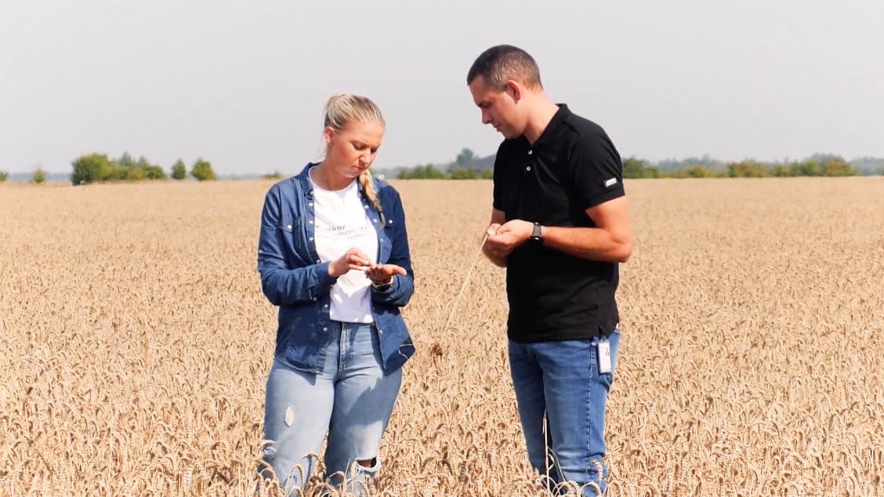 KOKIAS ŽIEMINIŲ KVIEČIŲ VEISLES RINKSIMĖS ŠIEMET? | LAIDOS „KAIMO AKADEMIJA“ VIDEO REPORTAŽAS