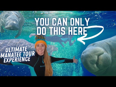 Video: Swim With Manatees sa Florida