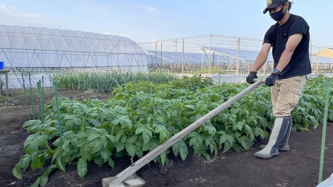 じゃがいもの芽かき 追肥 土寄せ Youtube じゃがいもの芽かき 追肥 土寄せ Youtube