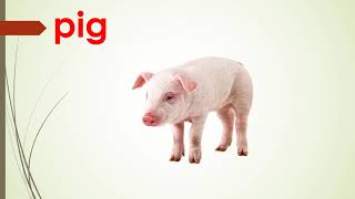 Learn Farm Animals Flashcards