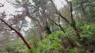 雨の縄文杉，ウィルソン株